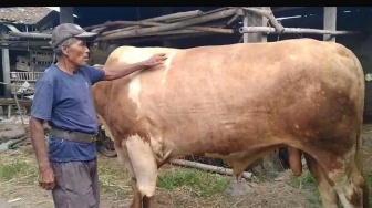 Mbah Tukiyar Sumringah! Sapi 828 Kg Miliknya Dibeli Jokowi untuk Kurban