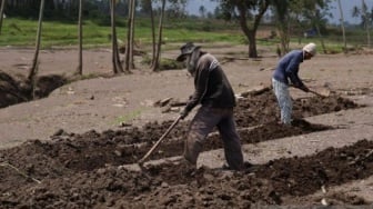 Pasca Banjir Bandang dan Lahar Marapi, Sawah di Tanah Datar Disulap Jadi Ladang Jagung dan Ubi