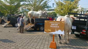 Dibagikan ke Warga Kulon Progo, Jokowi Kurban Sapi Hampir Satu Ton