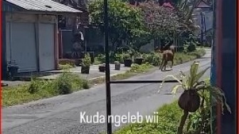 Bukan Anjing Bukan Kucing, Kali Ini Kuda Lepas di Jalanan Bikin Pengendara Takut