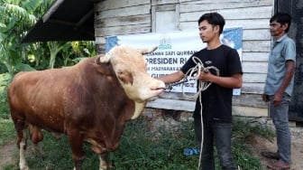 Jokowi Sumbang 68 Sapi Kurban, 2 untuk Kaltim, 25 Lagi Buat IKN