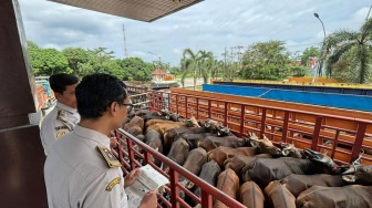 Jelang Idul Adha, Lalu Lintas Hewan Ternak di Pelabuhan Bakauheni Meningkat