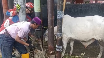 Detik-detik Damkar Evakuasi Sapi Kurban Ngamuk di Jaktim