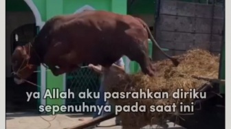 10 Momen Idul Adha Core yang Viral di X, Sapi Kabur Hingga Aksi Tidak Biasa Emak-emak