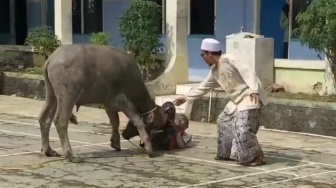 Kerbau di Rangkasbitung Ngamuk dan Seruduk Warga Saat Hendak Disembelih