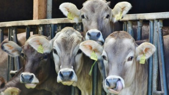 Populasi Sapi di Kota Pariaman Anjlok, Peternak Terhimpit Ekonomi?