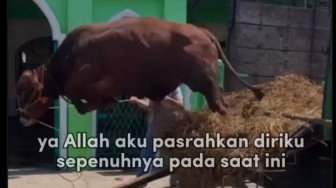 10 Meme Hewan Kurban yang Viral, Meriahkan Idul Adha 2024