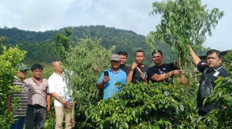 Tanaman Ganja Ditemukan di Ladang Kopi Simalungun, Ibu dan Anak Diamankan