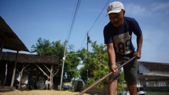 Melalui Program DITO, Produktivitas Padi di Kabupaten Kediri Terus Merangkak Naik