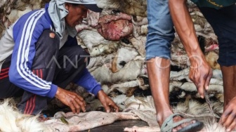 Kulit Hewan Kurban: Dari Limbah Menjadi Sandang dan Makanan di Palembang