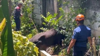 Sapi Kurban di Pekanbaru Ngamuk, Terjebak dalam Saluran Air