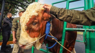 Penyembelihan Hewan Kurban di Kota Bandung Capai 13.701 Ekor