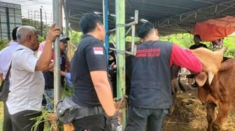 Ditemukan Sapi Kurban Terinfeksi Cacing Hati di Lampung Selatan, Amankah Dikonsumsi?