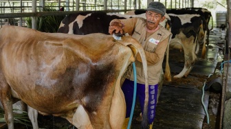 Susu Terus Didorong sebagai Sumber Nutrisi Penting Lewat Pengembangan Peternak Lokal