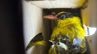 Ratusan Burung Gagal Diselundupkan ke Pulau Jawa Lewat Pelabuhan Bakauheni