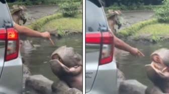 Pengunjung Taman Safari Beri Makan Kuda Nil Sampah Plastik Sambil Ketawa: Nanti Nangis