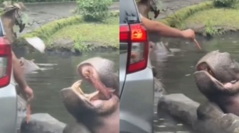 Ulah Pengunjung Beri Makan Kuda Nil Sampah Plastik, Taman Safari: Siap-siap Dipenjara!