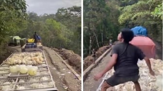 Viral Ratusan Ekor Ayam Mati Dibuang ke Jurang Luwu Timur, Ini Penyebabnya