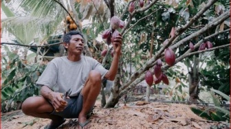 Harga Kakao Jembrana Tembus Rp150 Ribu per Kilogram, Tertinggi dalam Sejarah