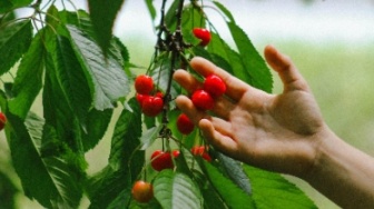 Cherry Picking: Memilih Fakta yang Manis, Mengabaikan yang Pahit