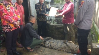 Buaya Pemangsa Warga di Sungai Semaka Berhasil Dievakuasi