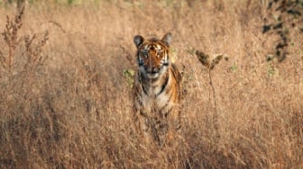 Viral Detik-detik Menegangkan Wanita Coba Sentuh Harimau: Nyawa Melayang Seujung Kuku