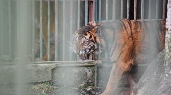 Dijebak di Pasaman, Harimau Sumatera "Putri Malabin" Dilepaskan ke Rimbang Baling