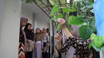 Kampung di Tangerang Olah Daun Sirih Jadi Keripik, Masker Hingga Ramuan Diet