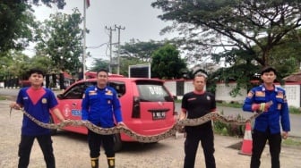 Hewan Peliharaan Jadi Sasaran, 2 Ular Sanca di Lampung Selatan Berhasil Ditangkap