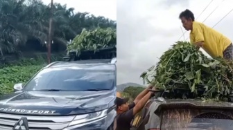 Hilang Harga Diri, Mobil Pajero Sport di Kalimantan Dipakai untuk Angkut Rumput!