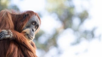 Viral Berukuran Raksasa Nyaris Sebesar Rumah di Kalimantan, Ini Fakta-fakta Orang Utan yang Habitatnya Rusak