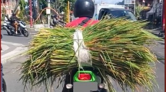 Anti Bonceng Cewek, Potret Motor Ninja Angkut Rumput Ini Bikin Netizen Gagal Fokus