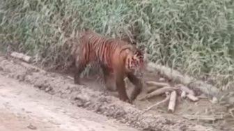 Kata BBKSDA soal Heboh Harimau Jalan-jalan di Kawasan Industri Pelalawan