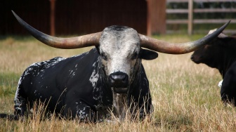 Sapi Tanduk Panjang Texas Kabur dari Trailer, Ciptakan Kekacauan di Jalan Raya Pennsylvania