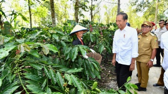 Kunker Jokowi Di Lampung: Malam Santai Di Kafe, Pagi Panen Kopi