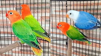 Update Harga Love Bird 2024: Dari Anakan Sampai Dewasa Siap Ternak