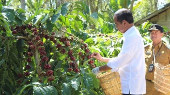 Jokowi Dorong Hilirisasi, Ini Curhatan Petani Kopi di Lampung Barat