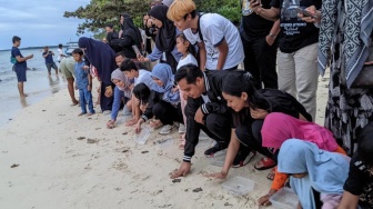 Warga Jepara Bahu Membahu Selamatkan Tukik, Buktikan Peduli Ekosistem Laut Karimunjawa