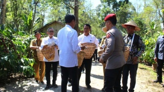 1,1 Ton per Hektar! Rahasia Petani Lampung Barat Dongkrak Produksi Kopi Robusta