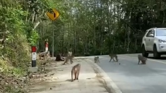 IKN Digadang-gadang Jadi Kota Hutan Berkelanjutan, Monyet dan Burung Enggang Berkeliaran di Lokasi Pembangunan