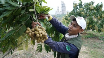 Semen Gresik Bersama Petani Sekitar Perusahaan Panen Buah Kelengkeng, Hingga mampu Hasilkan Belasan Juta Rupiah