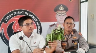 Pemerintah Diminta Serius Kaji Mendalam Fenomena Mabuk Kecubung di Kalsel, Perlukah Ada Larangan Seperti Ganja?