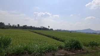 Antisipasi Gagal Panen, Lampung Kebut Pompanisasi Lahan Pertanian