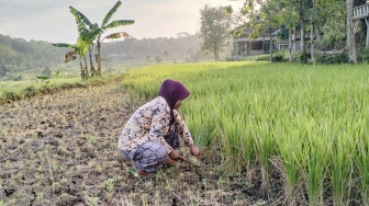 Pupuk Bersubsidi Kulon Progo 2025: Syarat Baru, Lahan Maksimal 2 Hektar