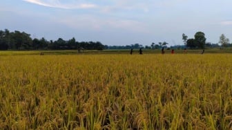 Sekolah Lapang: Upaya Pesisir Selatan Cetak Petani Cerdas dan Sejahtera