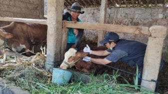 Perubahan Suhu Lingkungan Berpotensi Berdampak ke Hewan Ternak, DP3 Sleman Berikan Sederet Langkah Antisipasi