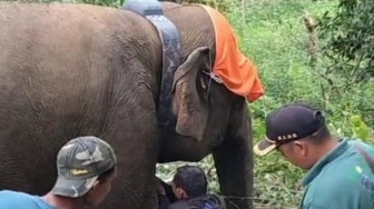 Gajah Liar di Lampung Barat Dipasangi GPS, Ini Tujuannya