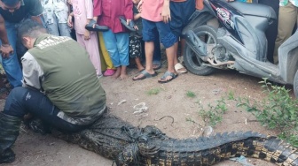 Habitat Tergusur, Buaya di Pasaman Barat Usik Permukiman Warga