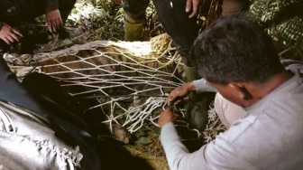 Tragis! Detik-detik Harimau Sumatera Betina Ditemuka Mati Terjerat di Agam