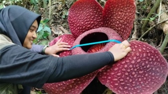 Bunga Rafflesia Tuan Mudae Mekar Sempurna di Cagar Alam Maninjau Agam